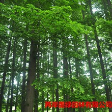 ˮɼ���� ˮɼС�� ��ɼ ����ɼ ˮɼ�辰ֲ���҃� ���~ˮɼ����