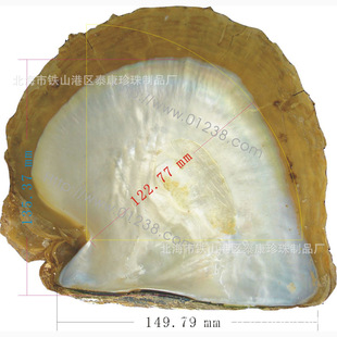 ���ް׵�ؐ�� �����~����ؐ����White Lip MOP��Ȼ�ֹ�����