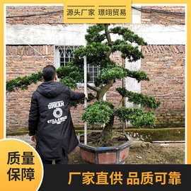 大型迎客松盆景真树罗汉松园艺树桩盆栽植物四季常青绿植庭院台湾