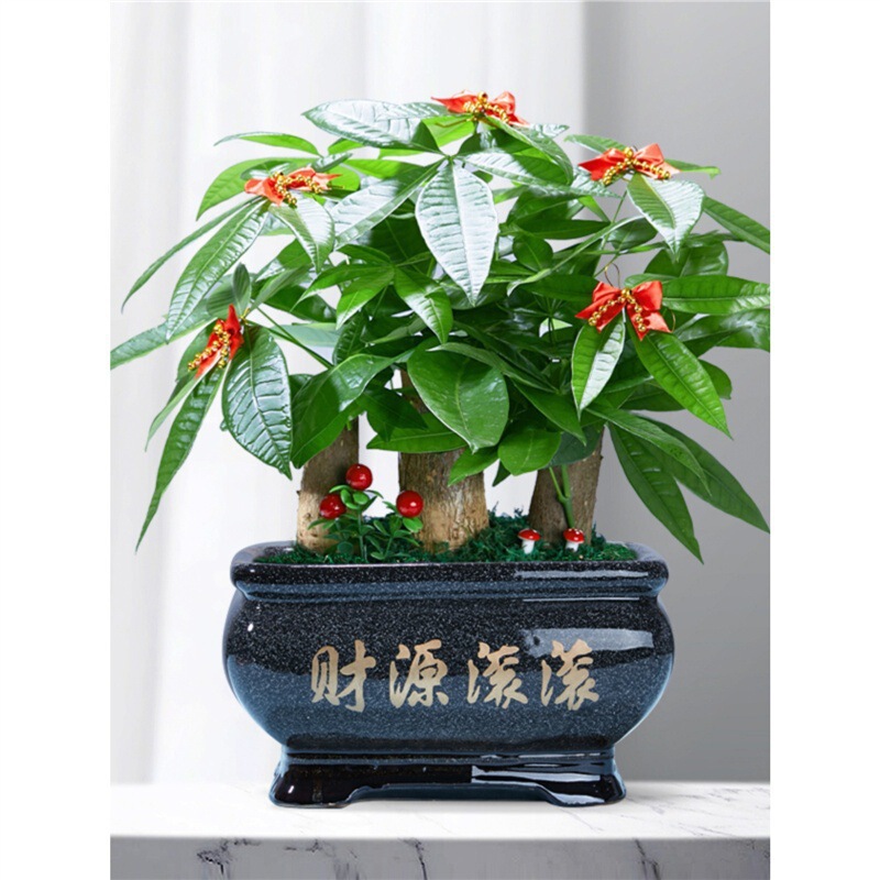 Fortune Tree Potted Plant Large Indoor Green Plant for Opening Gifts Front Desk Large Money Tree Evergreen All Year Round Wholesale Fortune Tree Potted Plant Large Indoor Green Plant for Opening Gifts Front Desk Large Money Tree Evergreen All Year Round Wholesale