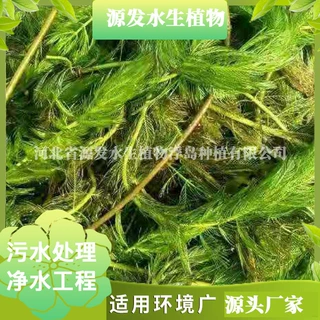 金鱼藻沉水植物河道湖泊水体净化生态修复工程苗基地现货量大批发