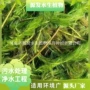 修复量大生态河道工程苗