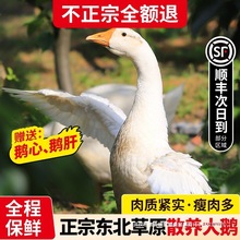 东北大鹅整只鹅肉新鲜大鹅草原散养鹅肉生鲜狮头鹅土鹅铁锅炖大鹅