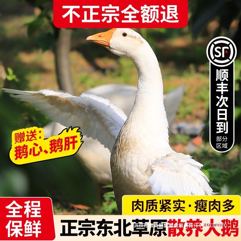 东北大鹅整只鹅肉新鲜大鹅草原散养鹅肉生鲜狮头鹅土鹅铁锅炖大鹅