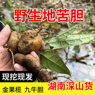 湖南新鲜地苦胆中药材 高原金果榄青牛胆九牛胆中草药山慈菇包邮-阿里巴巴