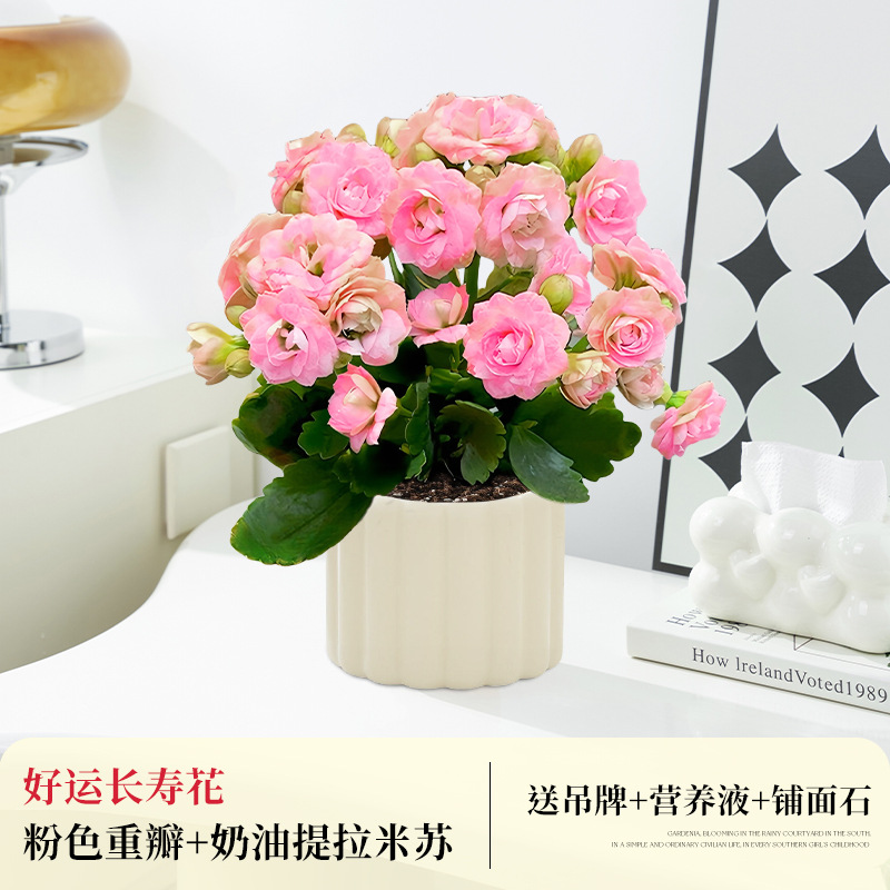 [핑크 더블] 행운과 장수의 꽃 + 크림티라미수 (봄걸이포장 무료)