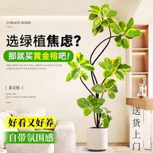 黄金榕绿植室内大型盆栽高级感孟加拉榕客厅橡皮树黄金荣盆景好养
