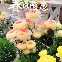 �M�ڻ�ëݢ��ĵ�������ذ�N�������N���҃����ļ��_��ֲ�ﻨ��