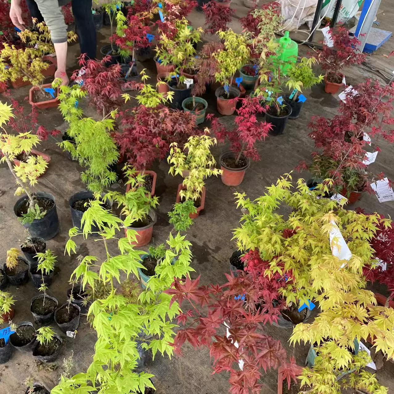 Красный Клен Сорта Daquan Золото Инь Цинлун Лев Голова Золото Текет Весна Горшок Четыре Сезона Красный Крытый Двор Виды