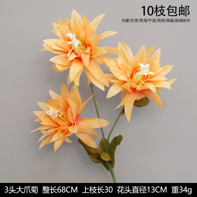 大爪菊