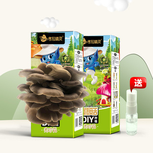 Koala Elf Mushroom Planting DIY Growth Observation Mushroom 2 Boxes with Small Watering Can