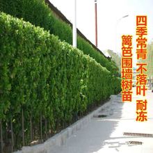 �f�����䶬�������ļ����������h��ֲ��ͥԺ�������l�������S��