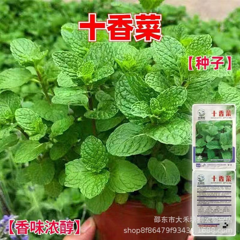 Ten Coriander Seeds, Stone Coriander, Mint, Edible Fish, Herbs, Four-Season Potted Henan Vegetables, Rapeseed Seedlings