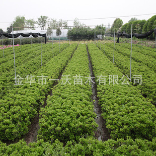 ���l���N ë�N ���N  ���N  Ʒ�N�Rȫ