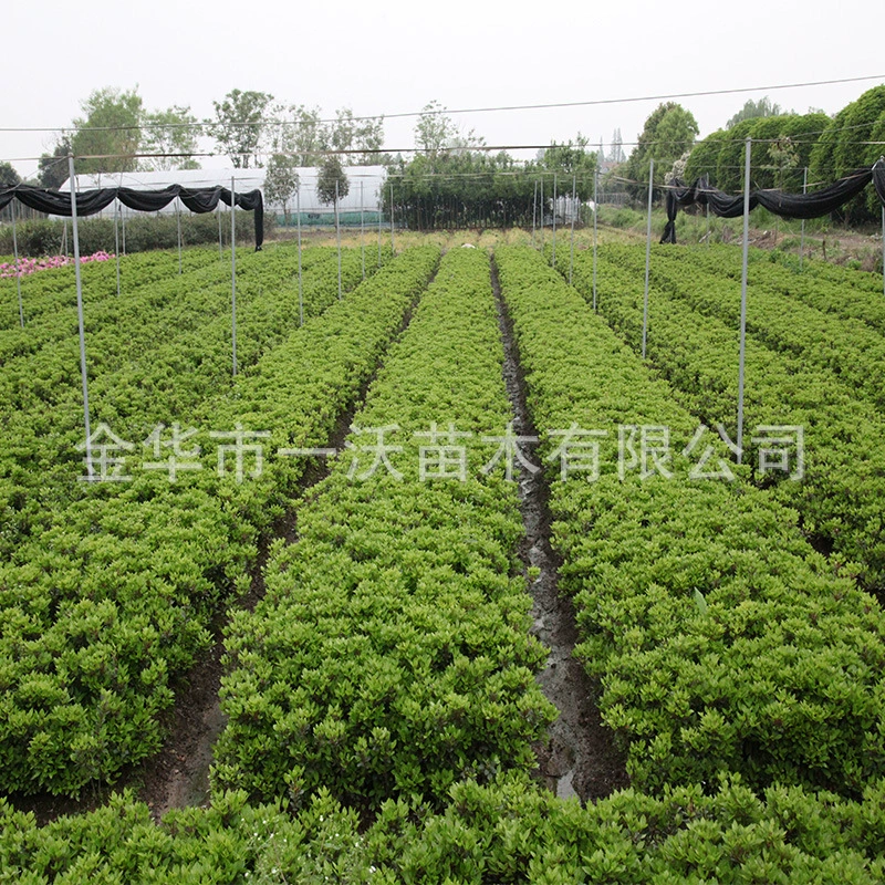 Оптовая кукушка разнообразие