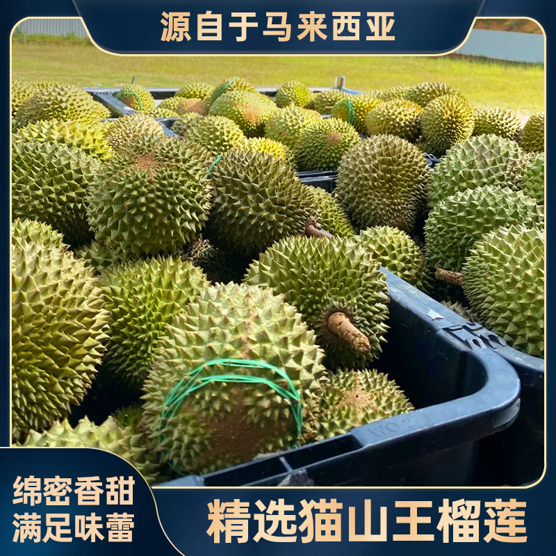 进口双A猫山王榴莲新鲜树上熟带壳液氮冷冻批发马来西亚进口榴莲