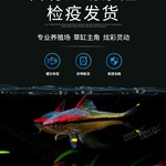 一眉道人鱼活体热带观赏鱼宠物鱼活体水族红眉道人草缸鱼缸群游鱼