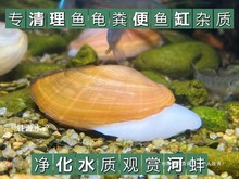 鱼缸净水鲏小观赏繁殖河蚌鳑除藻淡水宠物冷水河蚌活物中国其他