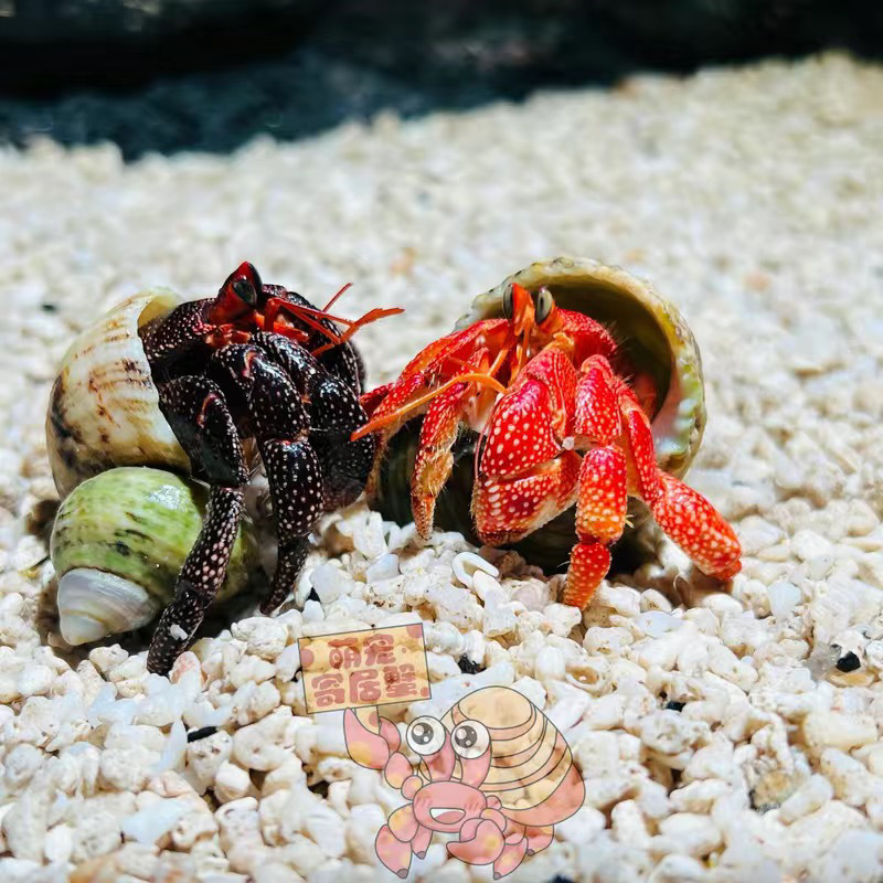 陸生ヤドカリ 初心者向けペット 生物 淡水 デスクトップ パープル ランド グレー ホワイト ダークパープル 観賞用カニ 怠惰なペット|undefined