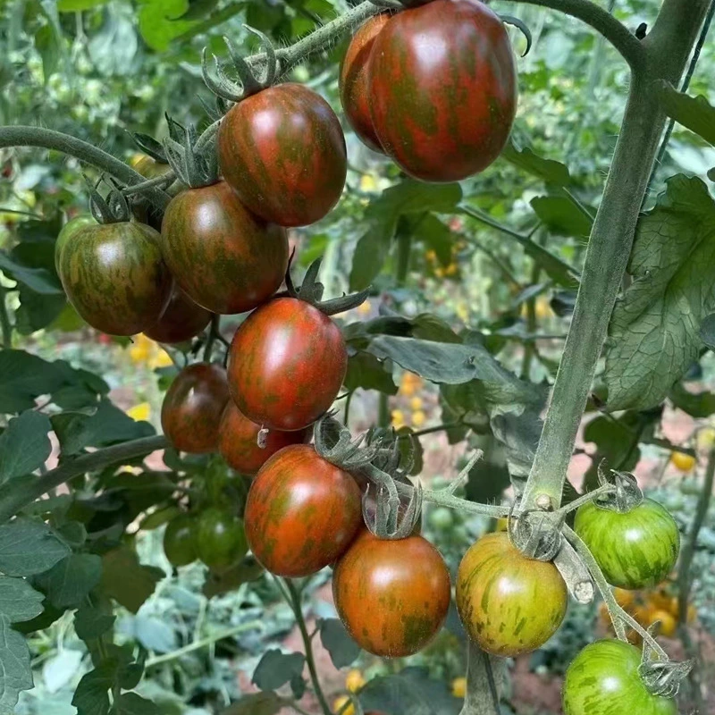 Вкус маленьких томатных саженцев святой женьи фрукты маленький камуфляж черный желтый зеленый маленький саженец хурмы Пусан 8