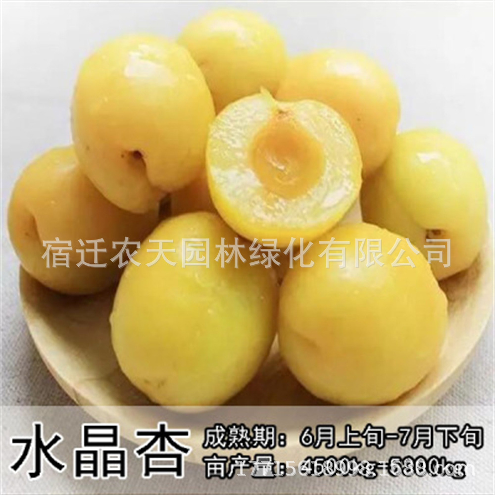 小白杏凯特杏树苗嫁接特大甜杏子树苗南北方种植盆栽地栽当年结果