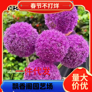 Dropshipping Large Onion Bulbs Imported from the Netherlands Potted Cold-Resistant Flower Plants Courtyard Ground Planting Onion Flower Bulbs