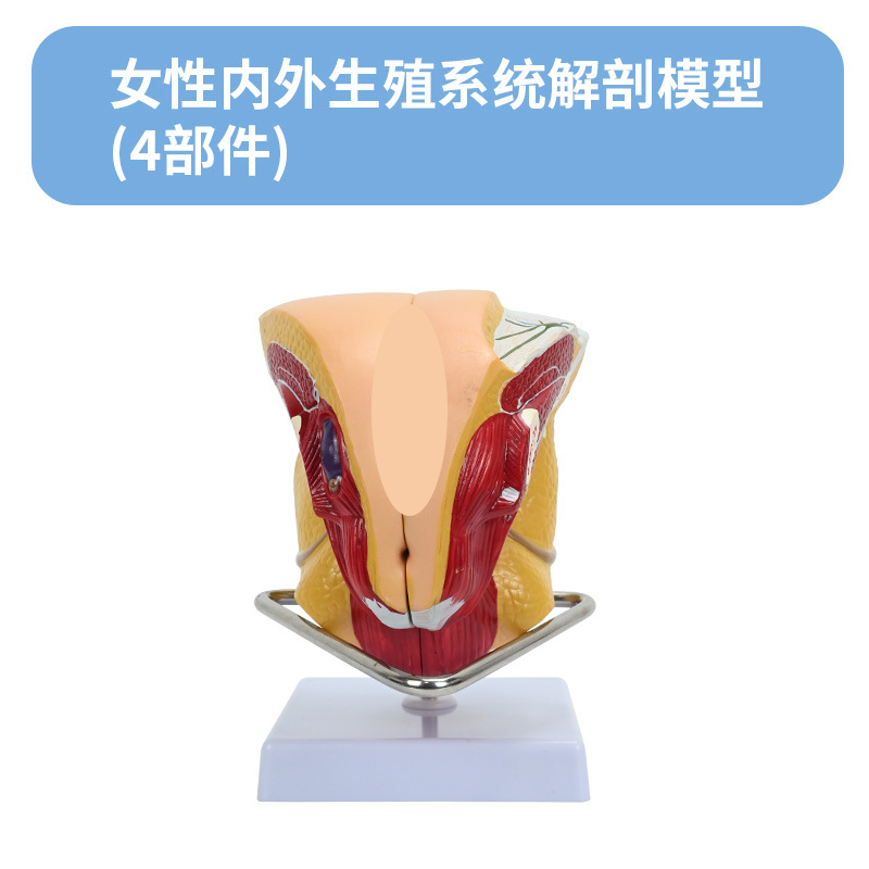 ��Ů��ֳϵͳģ�� ҽԺ������ϵͳ��ѧģ�� ʸ״�������ٽ���ģ��