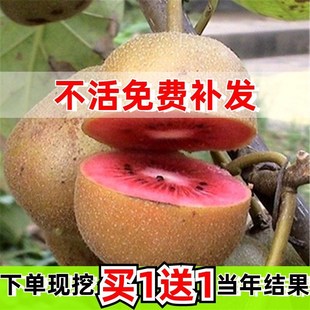 �t��ܛ���J���Ҙ���珛�J������޽��ϱ����Nֲ�Ժ����箔��Y��