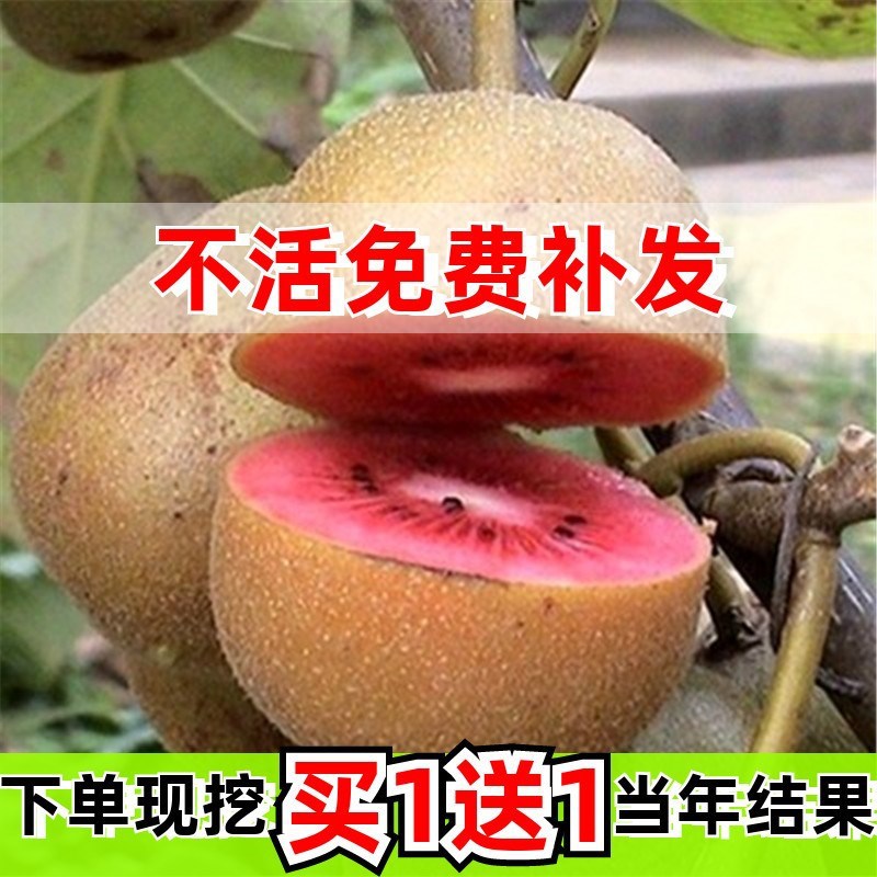 红心软枣猕猴桃树果苗弥猕猴桃苗嫁接南北方种植迷糊桃苗当年结果