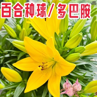 �ٺϷN���ļ����N������ֲ����B�M���ذ�ٺϻ���N�ӻ���N��