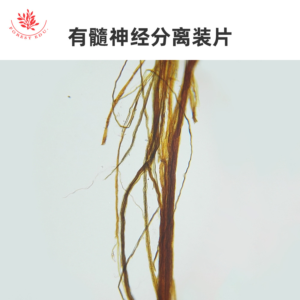 4 神经细胞显微玻片