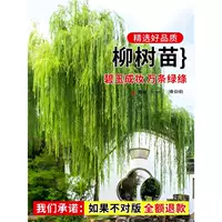 Саженцы ивы, золотая ива, зеленая ива, прямая ива, ландшафтные саженцы, горшечные растения во дворе, почвенные декоративные зеленые растения.