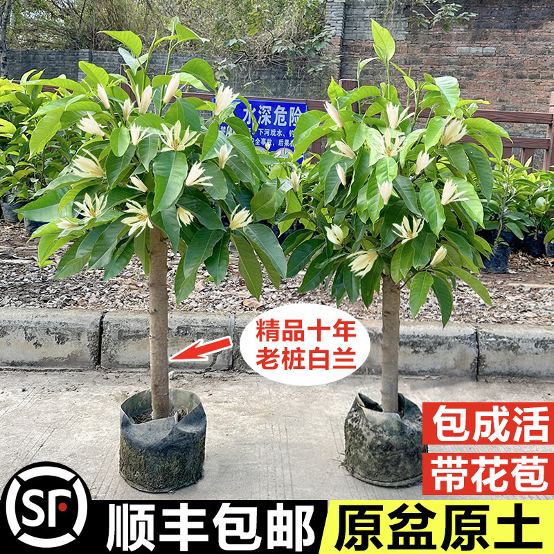 白蘭鉢植え、オーブンマグノリア苗木、つぼみ付き黄角蘭、屋内中庭、四季咲きの香りの強い花|undefined