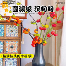 小南瓜鲜花观赏插花云南基地直发水培植物花卉室内好养绿植物装饰