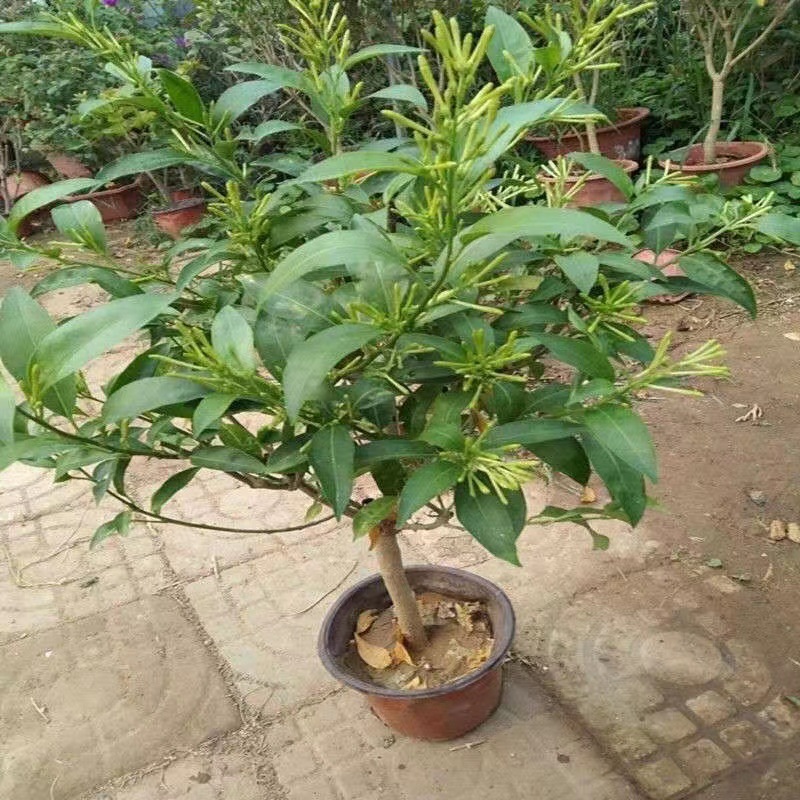 夜来香花树苗盆栽植物四季好养易活开花植物花卉独杆老桩阳台庭院