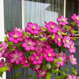 �F��ɏ���������ٱ����ٻ����ذ��̨ͥԺ��Ԯ�ļ�ֲ�