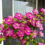 铁线莲大苗盆栽藤本爬藤花卉重瓣阳台庭院攀援四季植物带