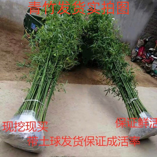 竹子苗植物庭院室外四季常青大型盆栽室内观赏紫竹金镶玉竹批发-阿里巴巴