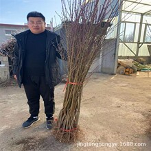 直销桃树苗 新品种晚熟桃树苗  黄金蜜系列 规格全 批发桃树苗