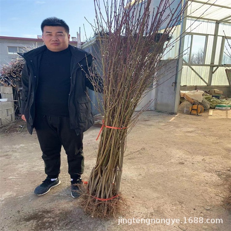 直销桃树苗 新品种晚熟桃树苗  黄金蜜系列 规格全 批发桃树苗