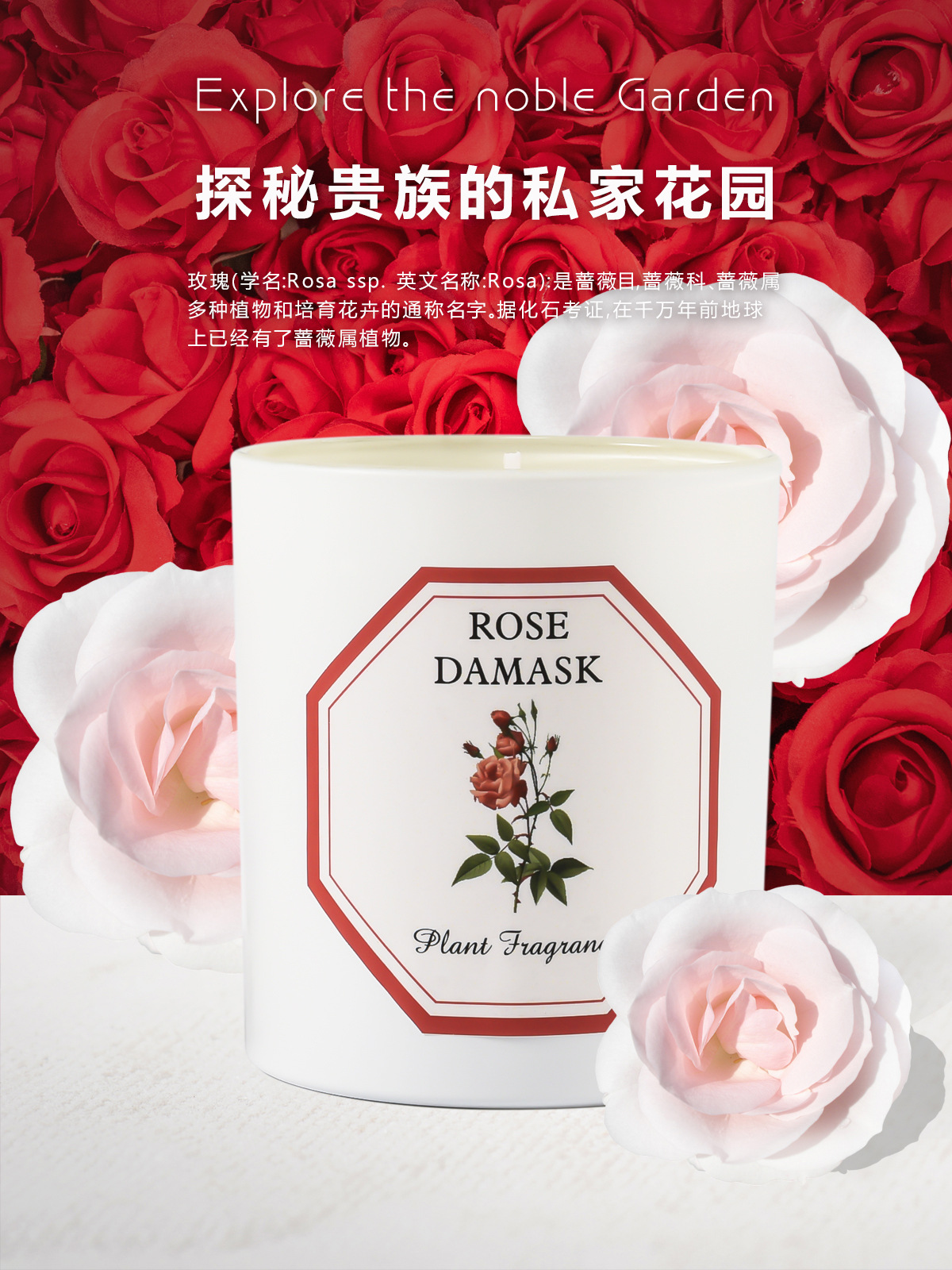 植物学家蜡烛_13