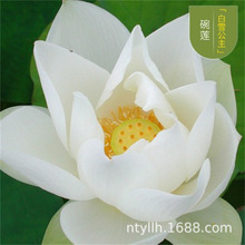 ѩźN߮a\ˮźˮBɏźNͥԺԳɻ