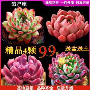 Premium Succulents, Rare Varieties, Succulent Combinations, Large and Easy-To-Grow Succulents, Small Green Plants, Florals, Indoor Potted Plants