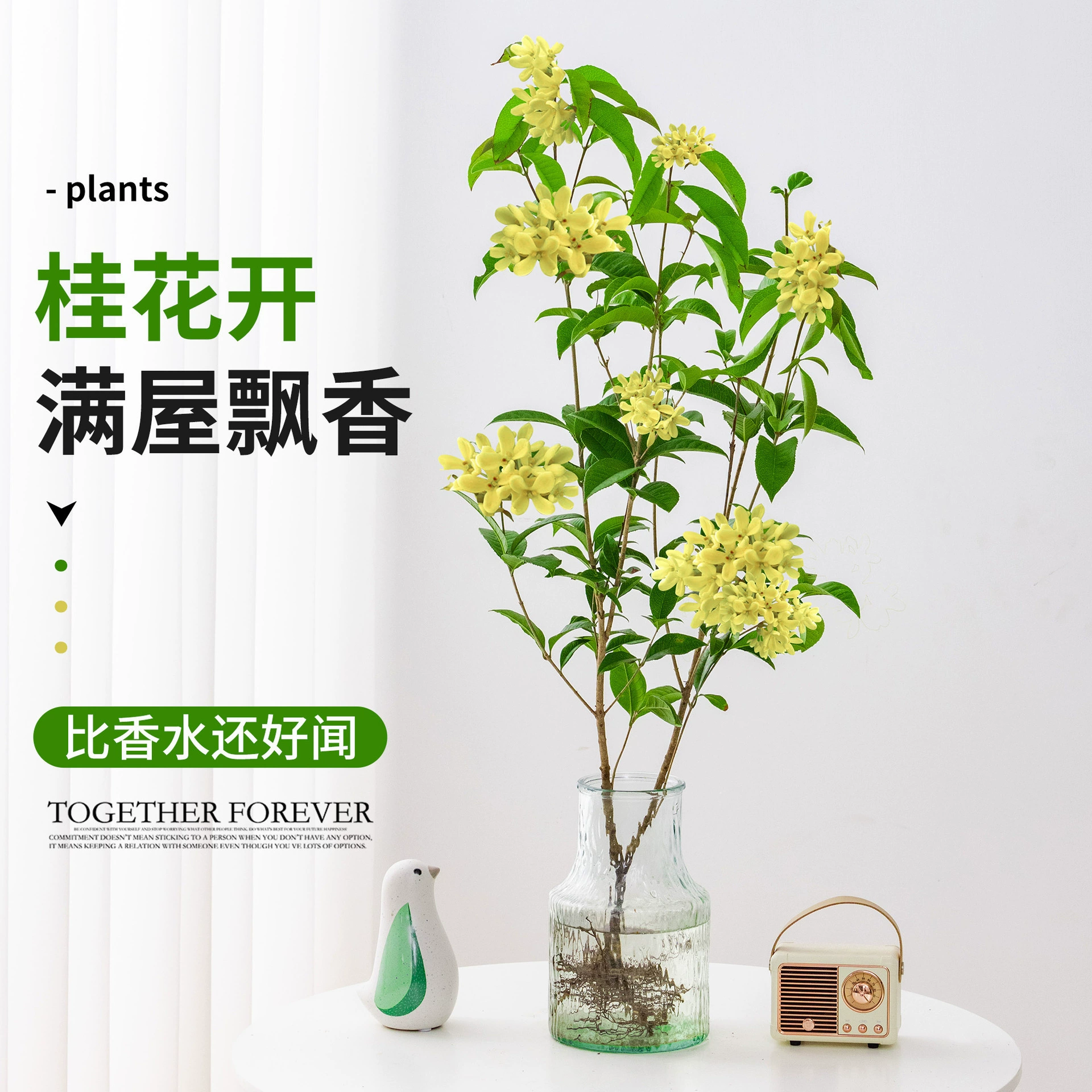 Гидропонные четырехсезонные саженцы османтуса, комнатные растения в водной культуре, балконные горшечные растения, ароматные цветы, четырехсезонные зеленые растения, цветущие в четыре сезона.