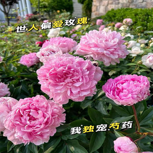 Peony Seedlings, Peony Bulbs, Bulbs That Bloom in All Seasons, Large Potted Perennial Flower Bulbs for the Courtyard and Balcony