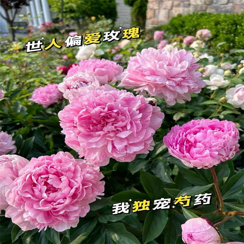 Пион цветочный саженец пион луковичные луковичные луковичные луковичные цветочные луковичные цветочные луковичные цветочные луковичные цветочные луковичные цветочные луковичные