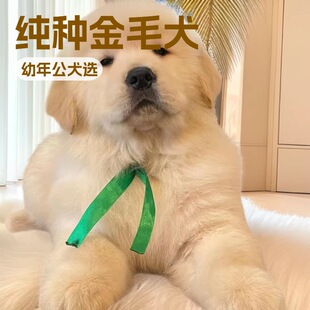 ���N��ëȮ���w������Ȯ���B����Ȯِ���pѪ�y��Ǽܼ��B��ë��Ȯ