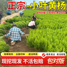 黄杨树苗瓜子黄杨苗冬青树苗绿化苗木绿篱耐寒植物四季常青无虫害