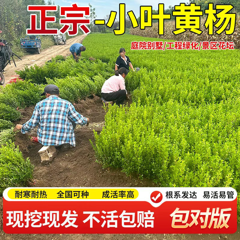 黄杨树苗瓜子黄杨苗冬青树苗绿化苗木绿篱耐寒植物四季常青无虫害
