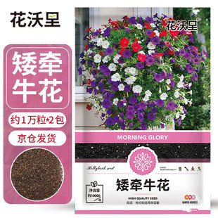 Hua Woli Petunia Seeds 10,000 Seeds * 2 Packs Flower Seeds Four Seasons Home Potted Soil Balcony Courtyard Planting